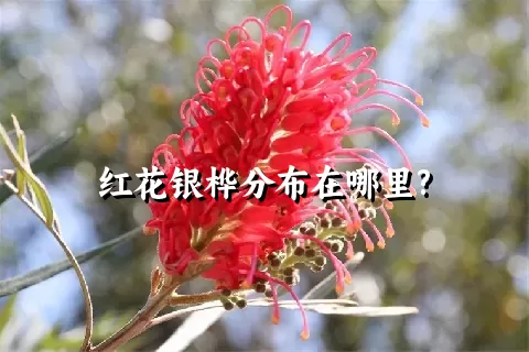 红花银桦分布在哪里?