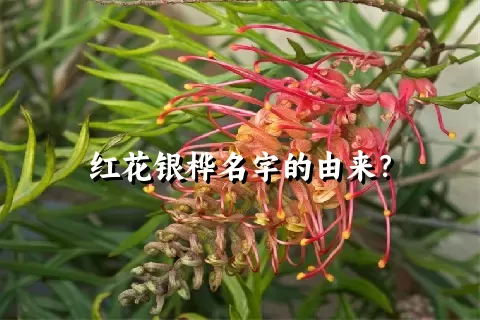 红花银桦名字的由来？