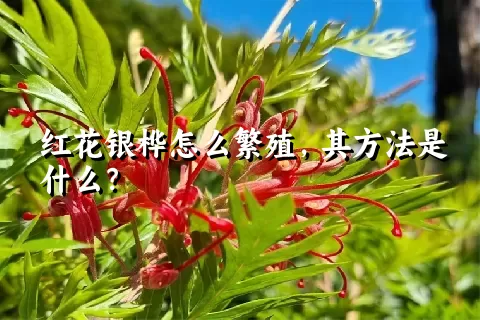 红花银桦怎么繁殖，其方法是什么？