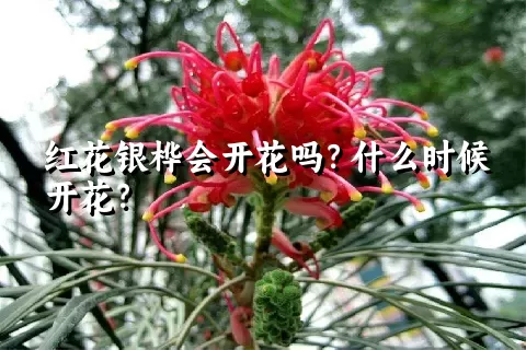 红花银桦会开花吗？什么时候开花？