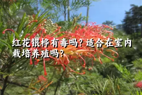 红花银桦有毒吗？适合在室内栽培养殖吗？