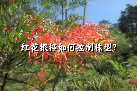 红花银桦如何控制株型？