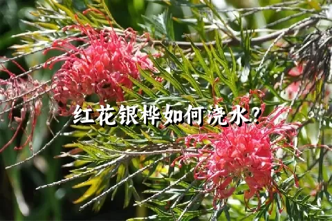 红花银桦如何浇水？