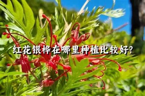 红花银桦在哪里种植比较好？