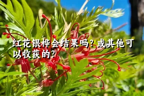 红花银桦会结果吗？或其他可以收获的？