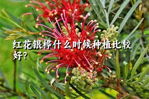 红花银桦什么时候种植比较好？