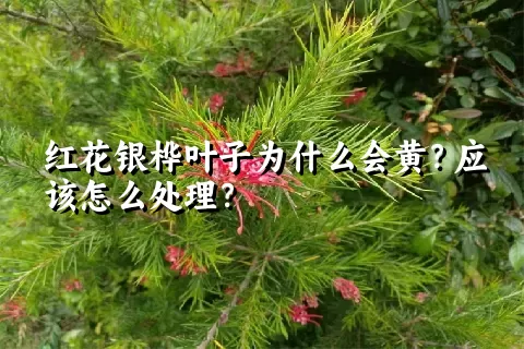 红花银桦叶子为什么会黄？应该怎么处理？