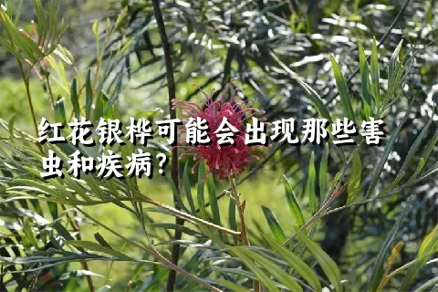 红花银桦可能会出现那些害虫和疾病？