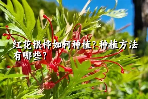 红花银桦如何种植？种植方法有哪些？