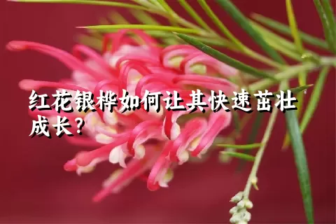 红花银桦如何让其快速茁壮成长？