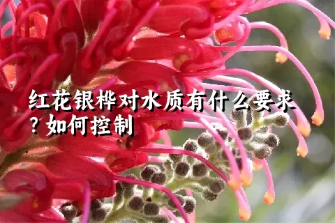 红花银桦对水质有什么要求？如何控制