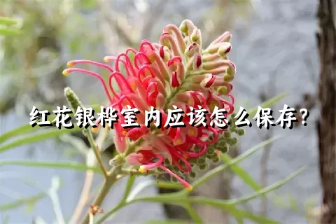 红花银桦室内应该怎么保存？