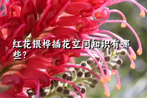 红花银桦插花空间知识有哪些？