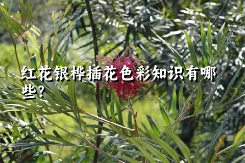 红花银桦插花色彩知识有哪些？