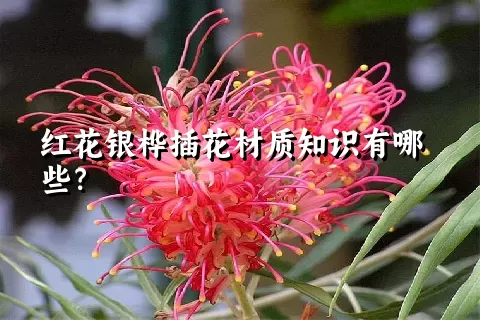 红花银桦插花材质知识有哪些？