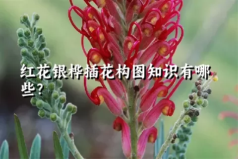 红花银桦插花构图知识有哪些？