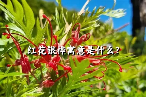 红花银桦寓意是什么？