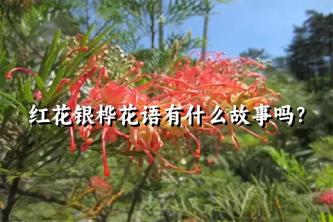 红花银桦花语有什么故事吗？