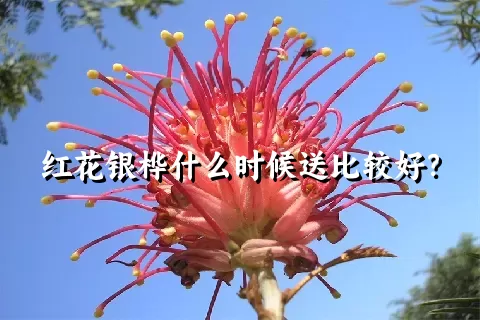 红花银桦什么时候送比较好？