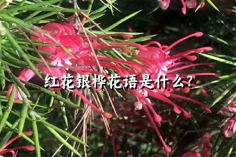 红花银桦花语是什么？