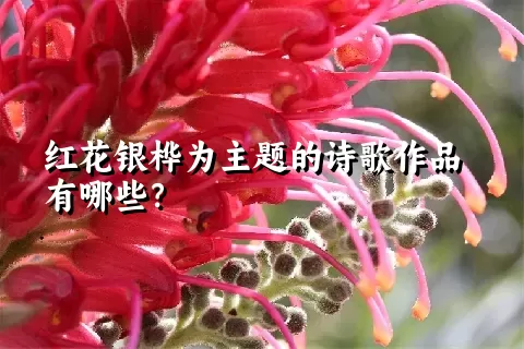 红花银桦为主题的诗歌作品有哪些？