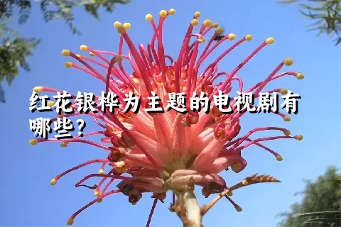 红花银桦为主题的电视剧有哪些？