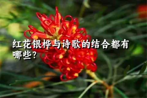 红花银桦与诗歌的结合都有哪些？