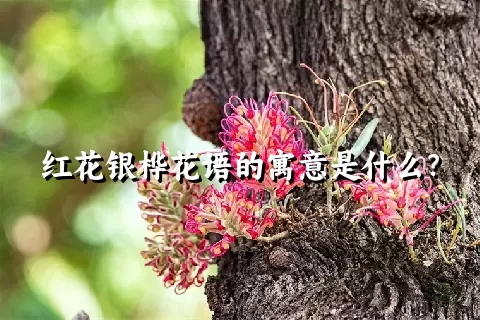 红花银桦花语的寓意是什么？