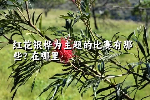 红花银桦为主题的比赛有那些？在哪里