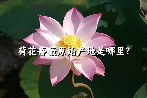 荷花蔷薇原始产地是哪里？