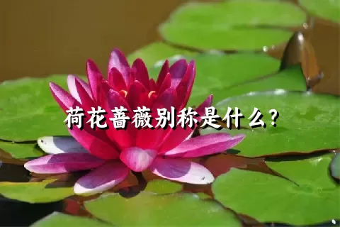 荷花蔷薇别称是什么？