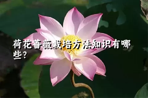 荷花蔷薇栽培方法知识有哪些？