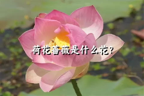 荷花蔷薇是什么花？