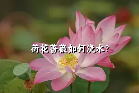 荷花蔷薇如何浇水？