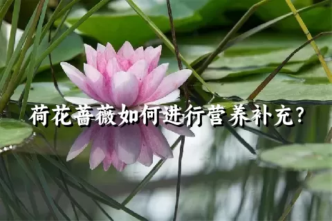 荷花蔷薇如何进行营养补充？