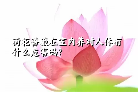 荷花蔷薇在室内养对人体有什么危害吗？