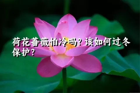 荷花蔷薇怕冷吗？该如何过冬保护？