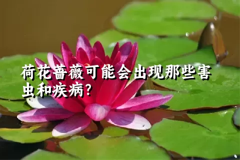 荷花蔷薇可能会出现那些害虫和疾病？