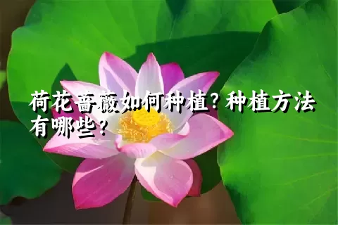 荷花蔷薇如何种植？种植方法有哪些？