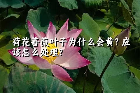 荷花蔷薇叶子为什么会黄？应该怎么处理？