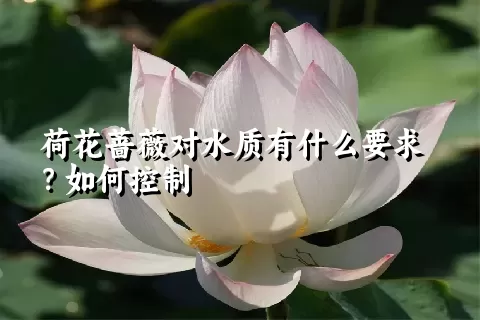 荷花蔷薇对水质有什么要求？如何控制