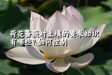 荷花蔷薇对土壤的要求知识有哪些？如何控制