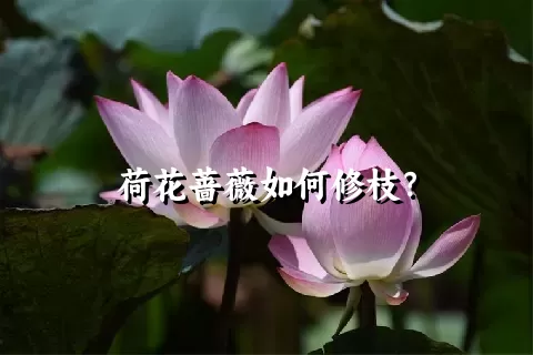 荷花蔷薇如何修枝？