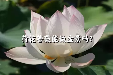 荷花蔷薇能做盆景吗？