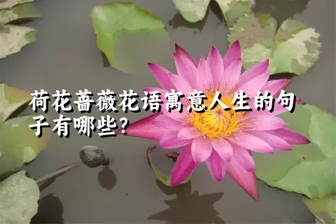 荷花蔷薇花语寓意人生的句子有哪些？