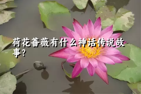 荷花蔷薇有什么神话传说故事？