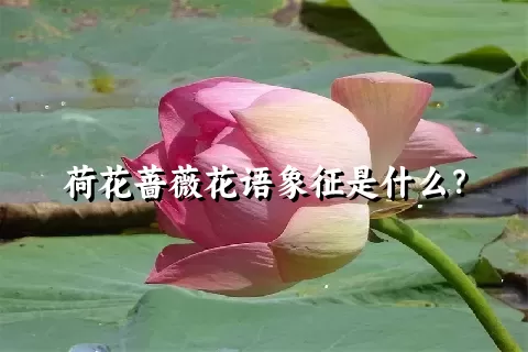 荷花蔷薇花语象征是什么？