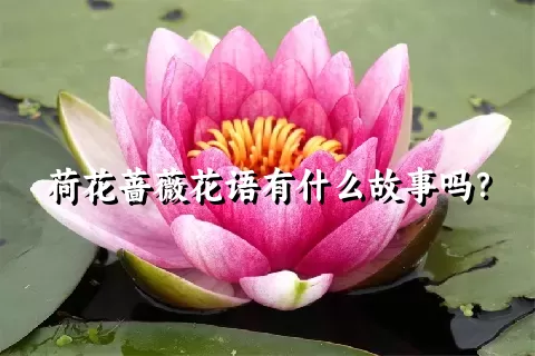 荷花蔷薇花语有什么故事吗？