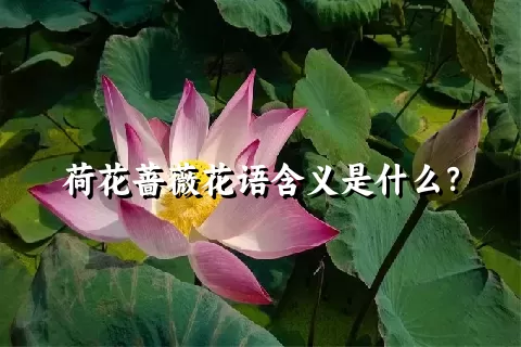 荷花蔷薇花语含义是什么？