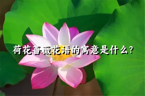 荷花蔷薇花语的寓意是什么？